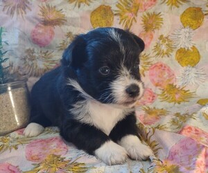 Pembroke Welsh Corgi-Poodle (Miniature) Mix Puppy for sale in LEBANON, MO, USA