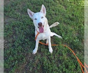 - Mix Dogs for adoption in Louisville, KY, USA