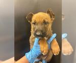 *CHEERIO - Male German Shepherd Dog-Unknown Mix Dog for Adoption - Small photo