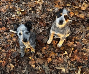 Australian Cattle Dog Litter for sale in OREGON HOUSE, CA, USA