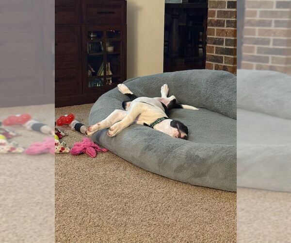 Medium Photo #6 Mutt Puppy For Sale in Fort Collins, CO, USA