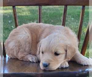 Golden Retriever Puppy for sale in MONTROSE, CO, USA