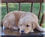 Small Photo #1 Golden Retriever Puppy For Sale in MONTROSE, CO, USA