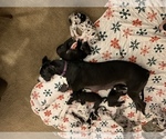 Small Photo #61 Great Dane Puppy For Sale in MARICOPA, AZ, USA