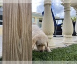 Small Photo #28 Labradoodle Puppy For Sale in FORT LAUDERDALE, FL, USA