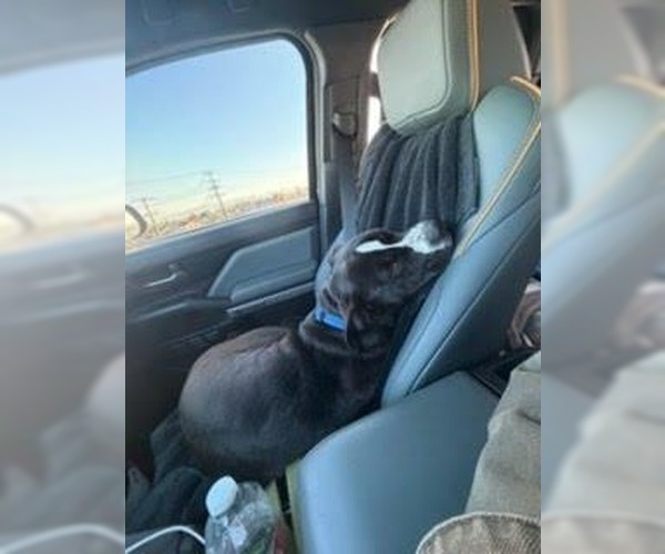 Medium Photo #28 American Staffordshire Terrier-Unknown Mix Puppy For Sale in Lake Forest, CA, USA