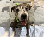 Small American Pit Bull Terrier Mix