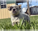 Small #2 Australian Cattle Dog