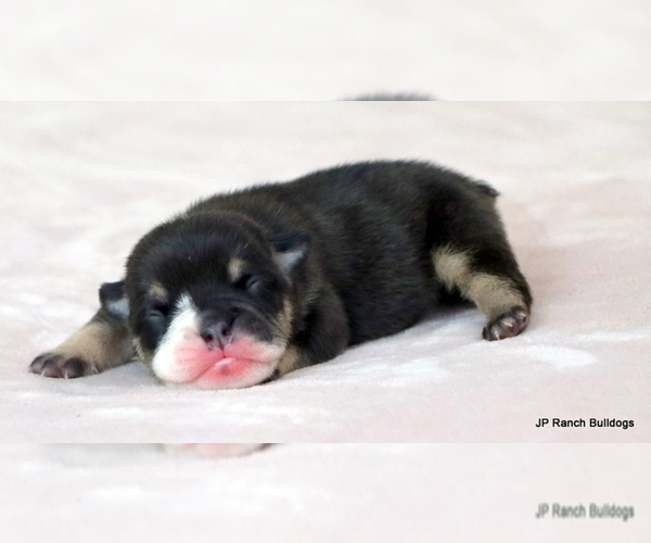 Medium Photo #3 Bulldog Puppy For Sale in WINNSBORO, TX, USA