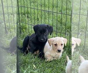 Labrador Retriever Puppy for sale in EDEN VALLEY, MN, USA
