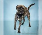 Small #2 Mastador
