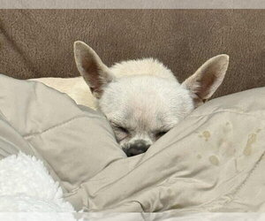 Dominic - Male Rat-Cha Dog for Adoption - Photo #6