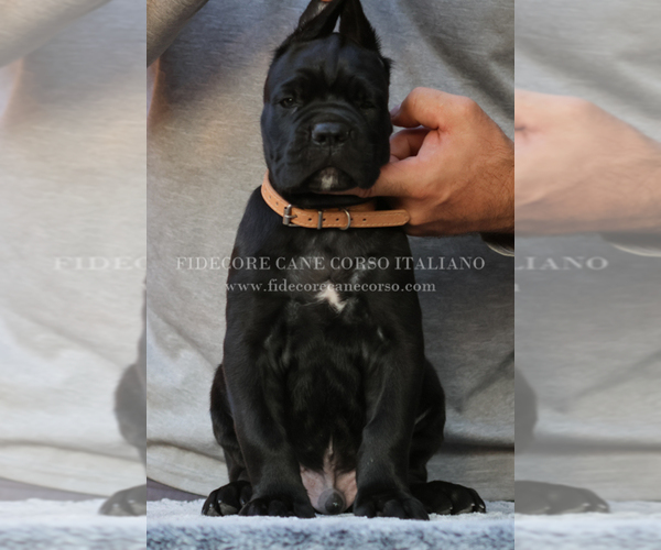 Medium Photo #4 Cane Corso Puppy For Sale in MARENGO, IL, USA