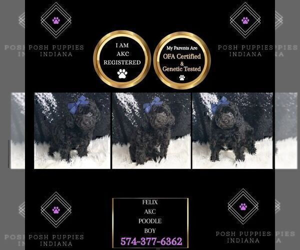 Medium Photo #3 Poodle (Toy) Puppy For Sale in WARSAW, IN, USA