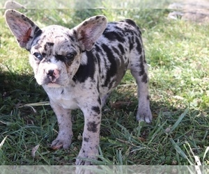 Frengle Puppy for sale in SHILOH, OH, USA