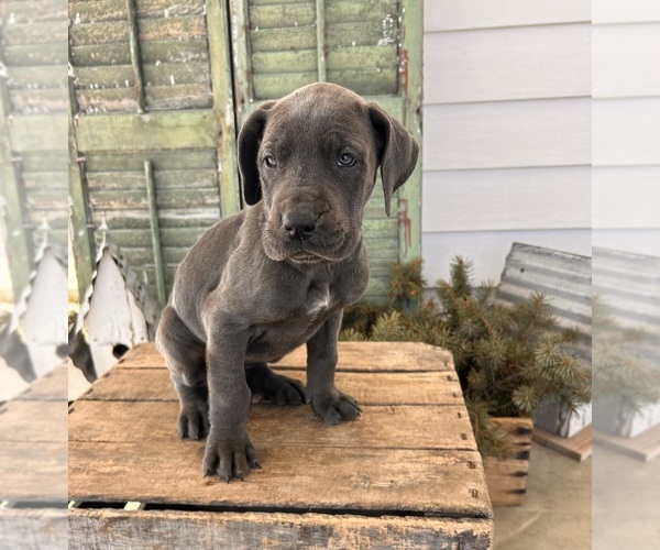 Medium Photo #1 Great Dane Puppy For Sale in MIDDLEBURY, IN, USA