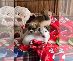 Small #3 Chihuahua Mix