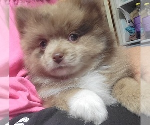 Pomeranian Puppy for sale in FAIRVIEW HEIGHTS, IL, USA