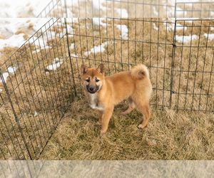 Shiba Inu Puppy for sale in MILLERSBURG, IN, USA