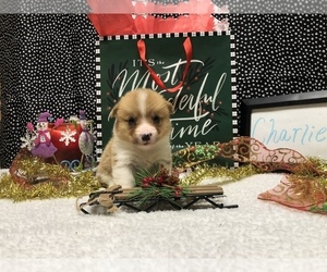 Pembroke Welsh Corgi Puppy for sale in ARTHUR, IL, USA