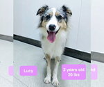 Small #1 Australian Shepherd