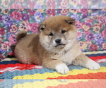 Puppy 2 Shiba Inu