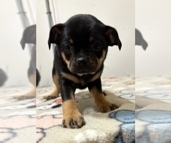 Medium Photo #7 Carlin Pinscher Puppy For Sale in COBB, WI, USA