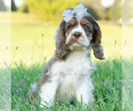 Small Photo #23 Cocker Spaniel Puppy For Sale in WARSAW, IN, USA