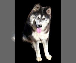 Siberian Husky Puppy for sale in SANDY HOOK, KY, USA