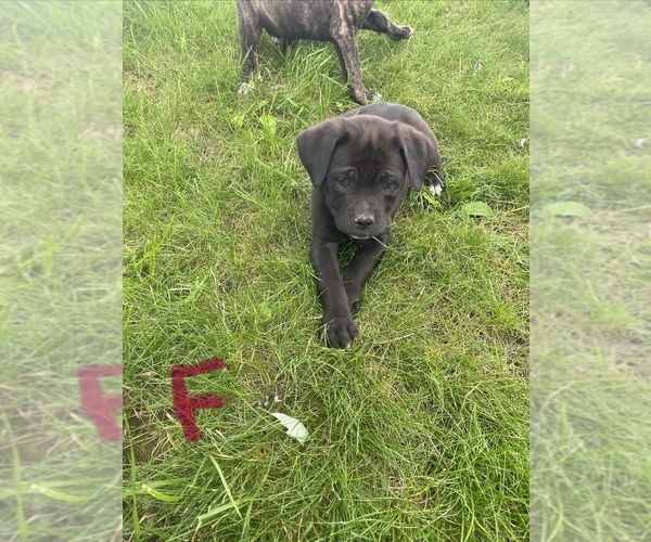 Medium Photo #7 Cane Corso Puppy For Sale in JAMESTOWN, MO, USA
