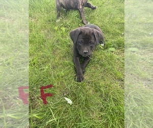 Medium Cane Corso