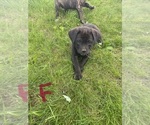 Puppy 6 Cane Corso