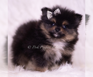 Pomeranian Litter for sale in WARSAW, IN, USA