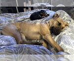 Small #4 Greyhound Mix