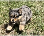 Small Photo #2 Miniature Australian Shepherd Puppy For Sale in SIGNAL MOUNTAIN, TN, USA