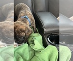 Small #11 Boxer