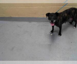 American Pit Bull Terrier Dogs for adoption in Tulsa, OK, USA