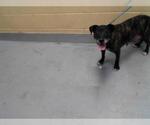 Small American Pit Bull Terrier