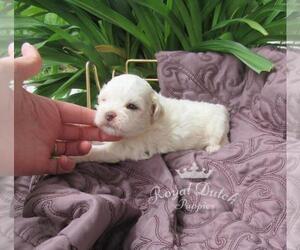 Zuchon Puppy for sale in LE MARS, IA, USA