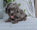Small Photo #43 Poodle (Toy) Puppy For Sale in GOSHEN, IN, USA