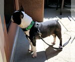 Small #1 Boston Terrier