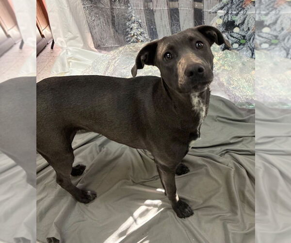 Medium Photo #4 Weimaraner Puppy For Sale in Bryant, AR, USA