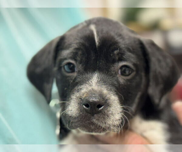 Medium Photo #10 Mutt Puppy For Sale in Holly Springs, NC, USA