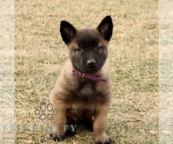 Medium Photo #3 Belgian Malinois Puppy For Sale in STRASBURG, PA, USA