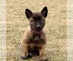 Small Photo #3 Belgian Malinois Puppy For Sale in STRASBURG, PA, USA