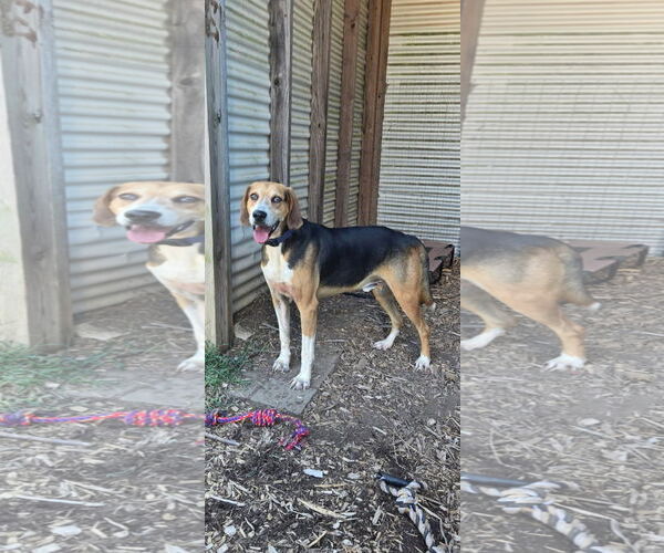 Medium Photo #17 Mutt Puppy For Sale in Rustburg, VA, USA