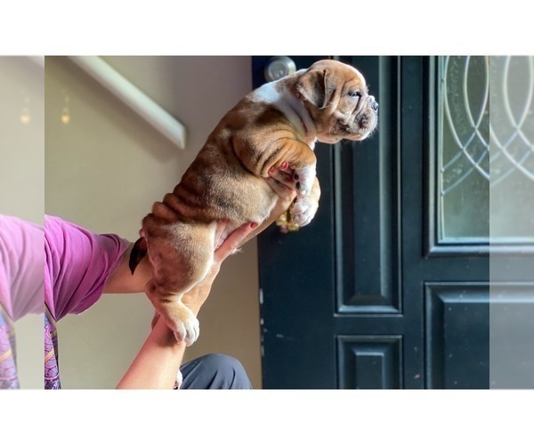 Medium Photo #18 Olde English Bulldogge Puppy For Sale in OVERLAND, KS, USA