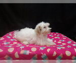 Sage - Female Maltipoo (Miniature) Puppy for Sale - Photo #4