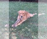 Small Photo #1 Golden Retriever Puppy For Sale in RILEYVILLE, VA, USA