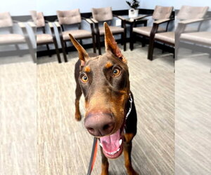 Doberman Pinscher Dogs for adoption in Buffalo, MN, USA